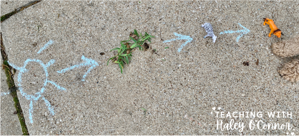 Food chain activity for kids to do outside with chalk. 